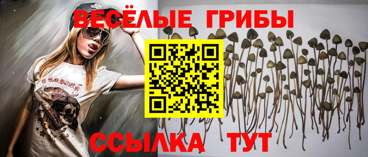 купить наркоту  Псилоцибиновые грибы Magic Shrooms  Вход с VPN  Абакан 